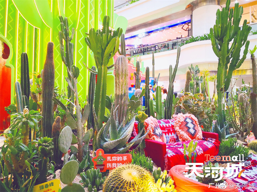 【快閃】全國首場(chǎng)仙人掌主題展 - 仙境異想|廣州天河城